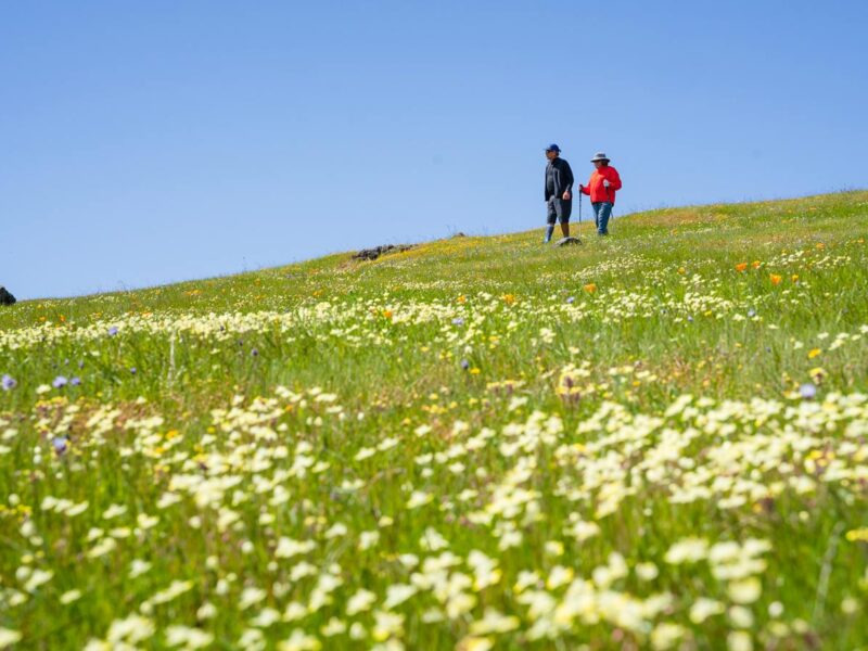 Couple enjoying the wildflower hiking near San Francisco - MALT