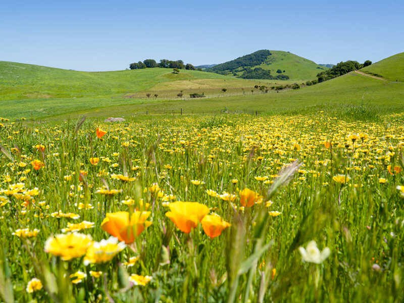Wildflowers fill a valley in Marin, California