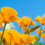 Poppies in bloom at the end of the wildflower season.