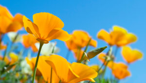 Poppies in bloom at the end of the wildflower season.
