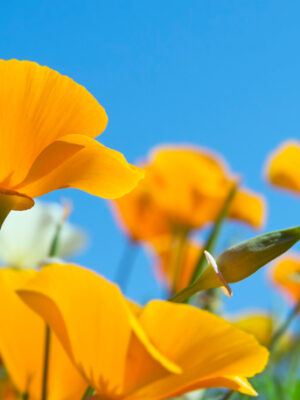 Poppies in bloom at the end of the wildflower season.