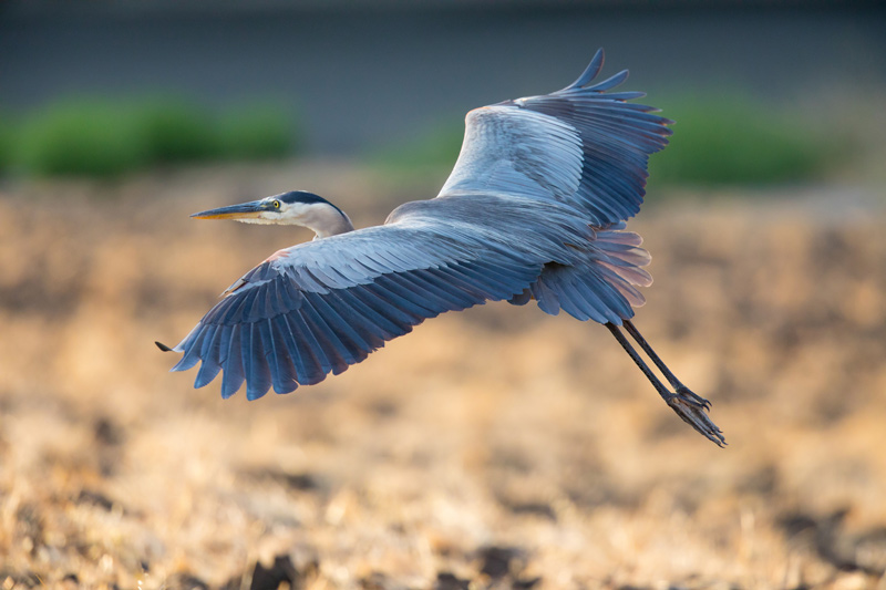Great blue heron in flight in northern california.