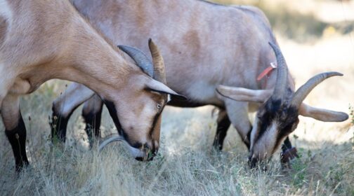 Goats grazing brush near Novato, CA