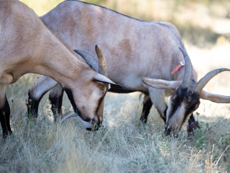 Goats grazing brush near Novato, CA