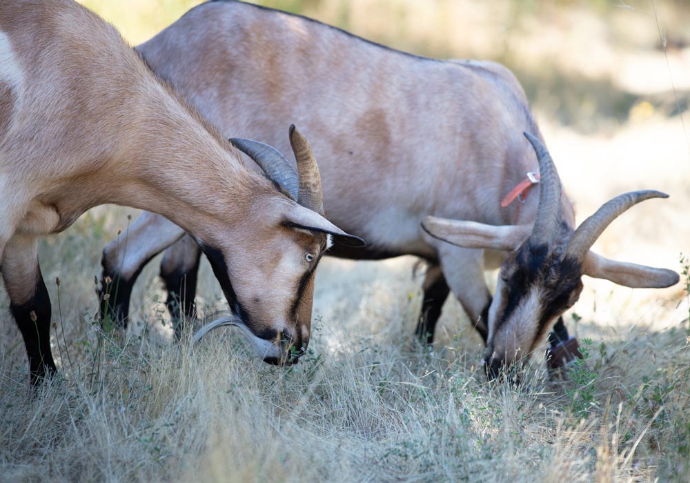 Goats grazing brush near Novato, CA