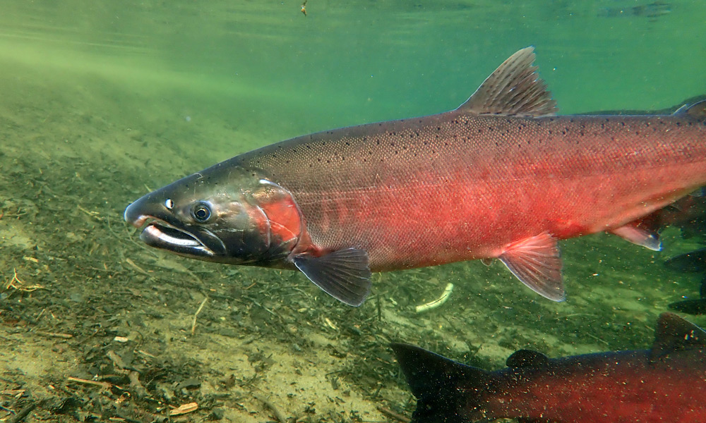 Coho salmon of Walker Creek in Marin County - MALT