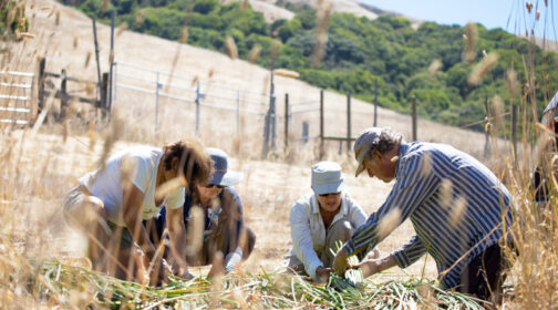 Charles Kennard and fellow students organizing tule reeds near the pond at Black Mountain Ranch - MALT