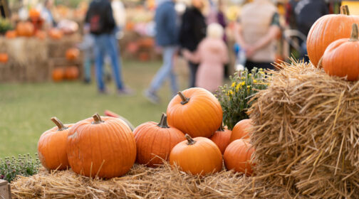 Bright orange pumpkins at a patch in Marin County - MALT