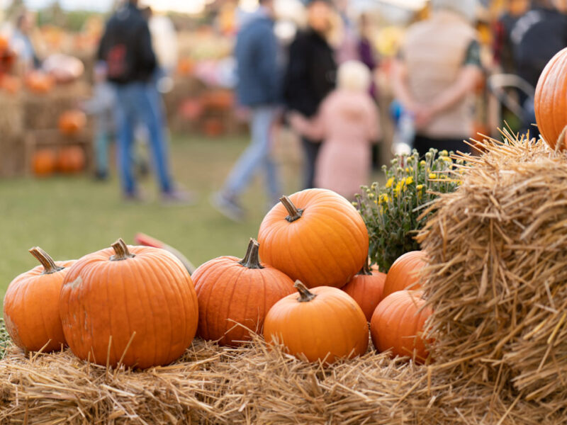 Bright orange pumpkins at a patch in Marin County - MALT