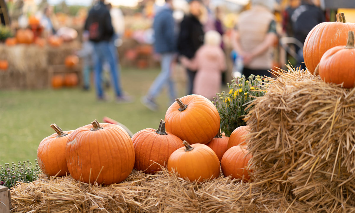 Bright orange pumpkins at a patch in Marin County - MALT