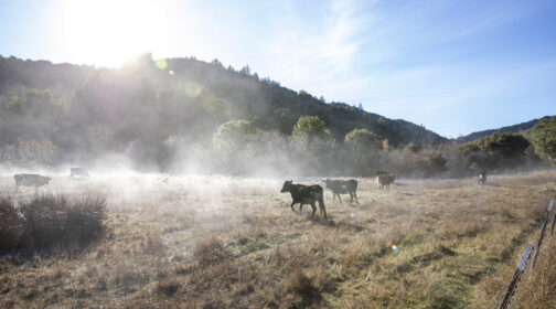 cows trotting through a field, kicking up dust