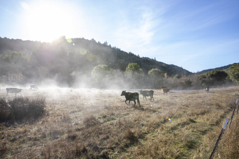 Vacas trotando por un campo, levantando polvo