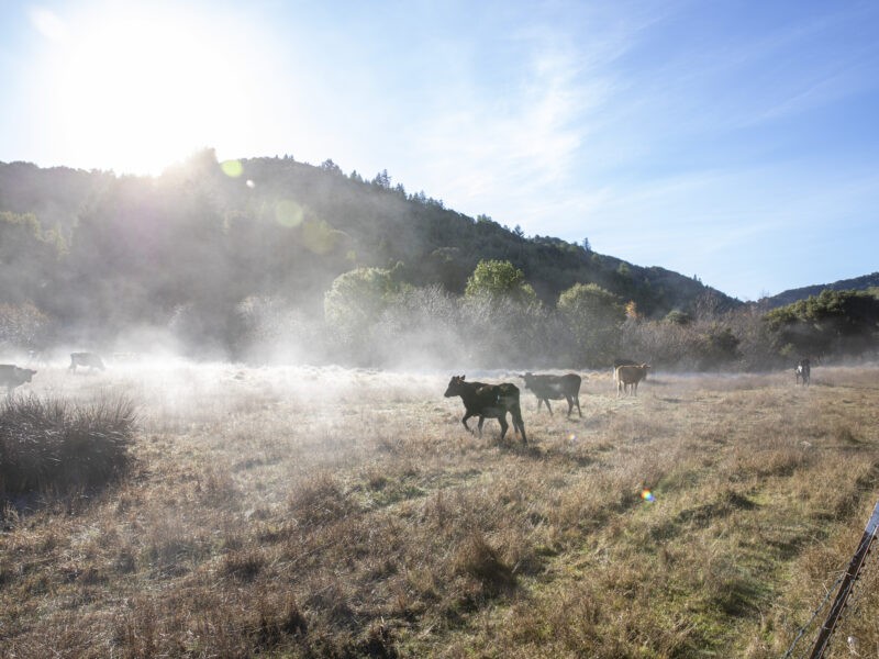 cows trotting through a field, kicking up dust