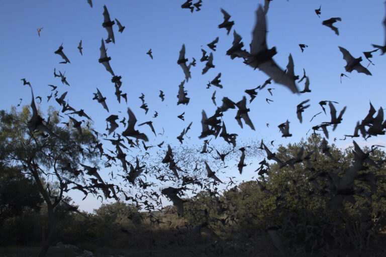 A colony of Mexican Free-Tailed Bats flies near Austin, Texas.