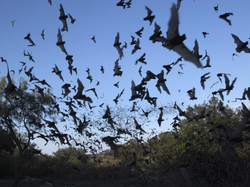 A colony of Mexican Free-Tailed Bats flies near Austin, Texas.