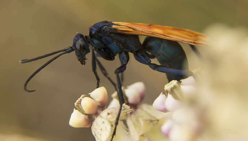 Close up view of tarantula hawk - MALT