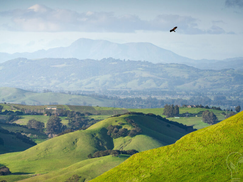 Raptor flying over protected farmland in Marin County - MALT