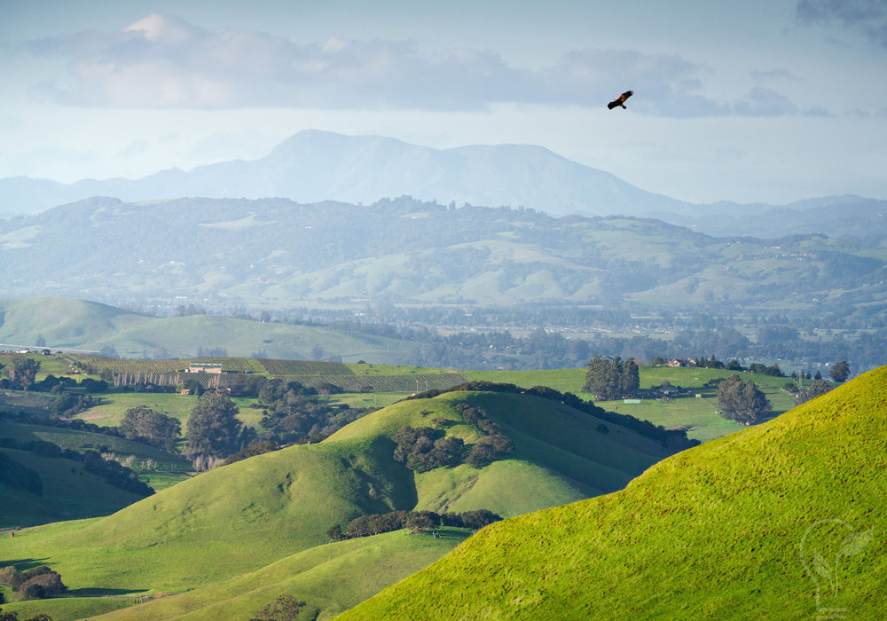 Raptor flying over protected farmland in Marin County - MALT