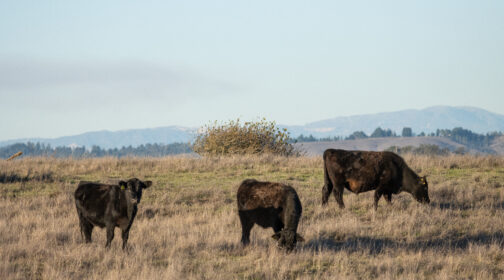 a few cows stand at Parks Home Ranch