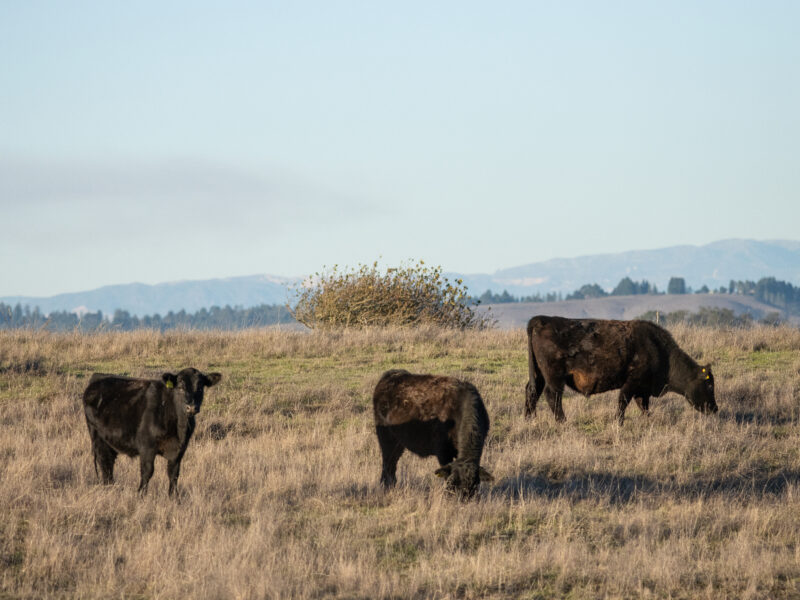 a few cows stand at Parks Home Ranch