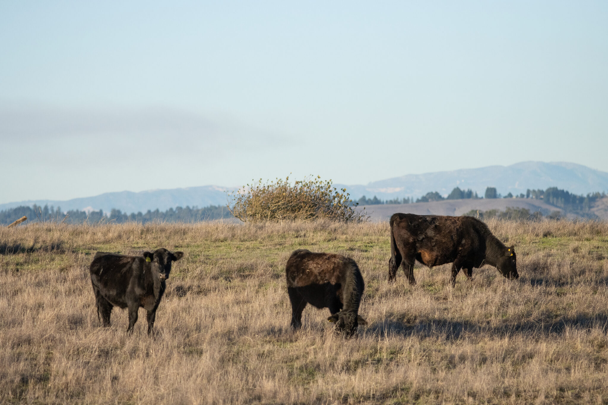 a few cows stand at Parks Home Ranch