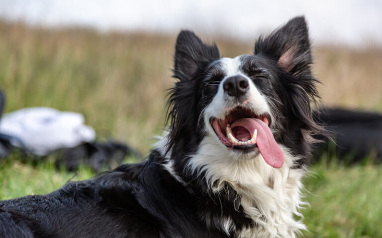 Close up portrait of working dog in Marin County