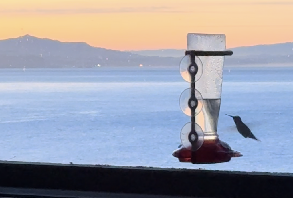 An Anna's hummingbird approaches a feeder at sunrise on the coast