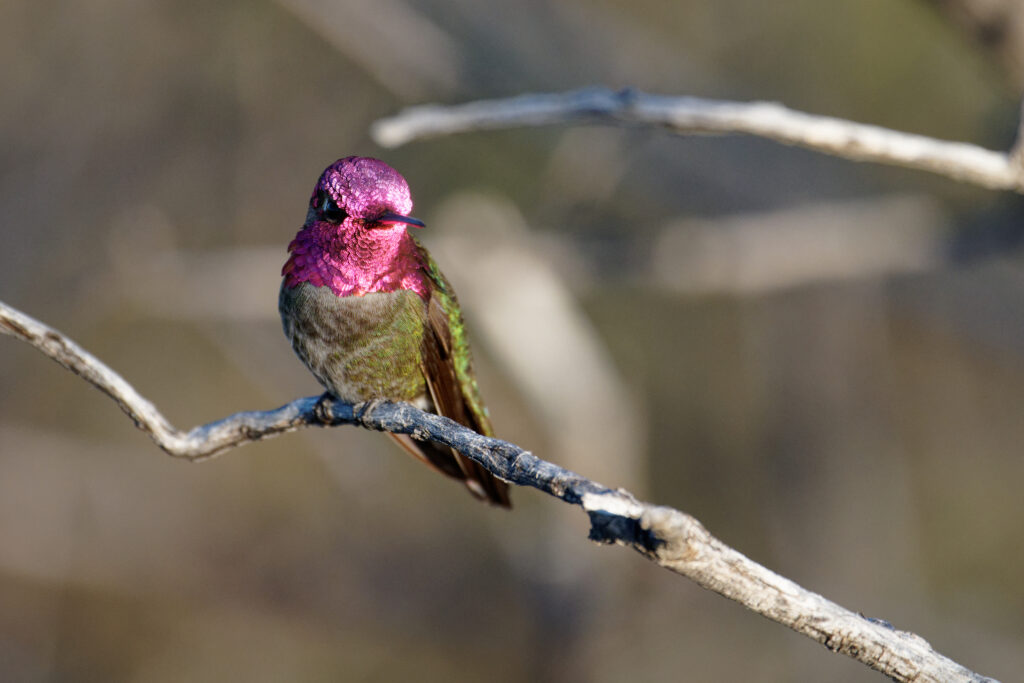 An Anna's hummingbird flashes its magenta coloring as it perches on a branch