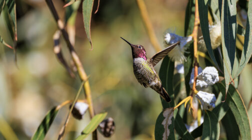 An Anna's hummingbird hovers among willow branches