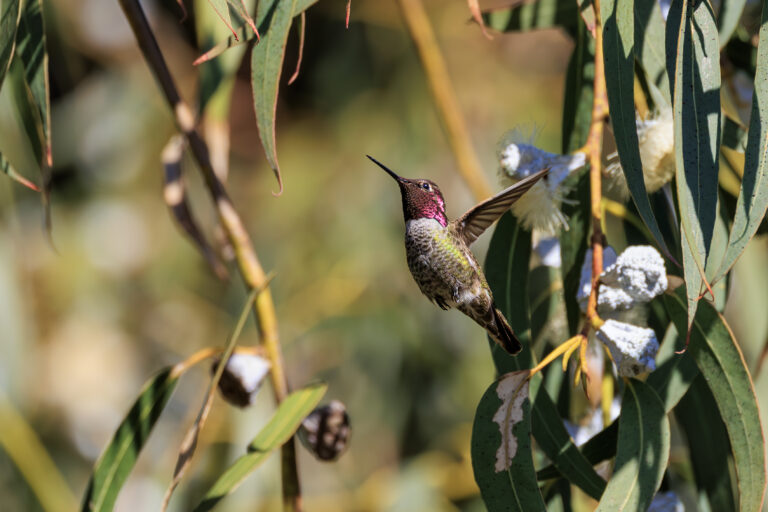 An Anna's hummingbird hovers among willow branches