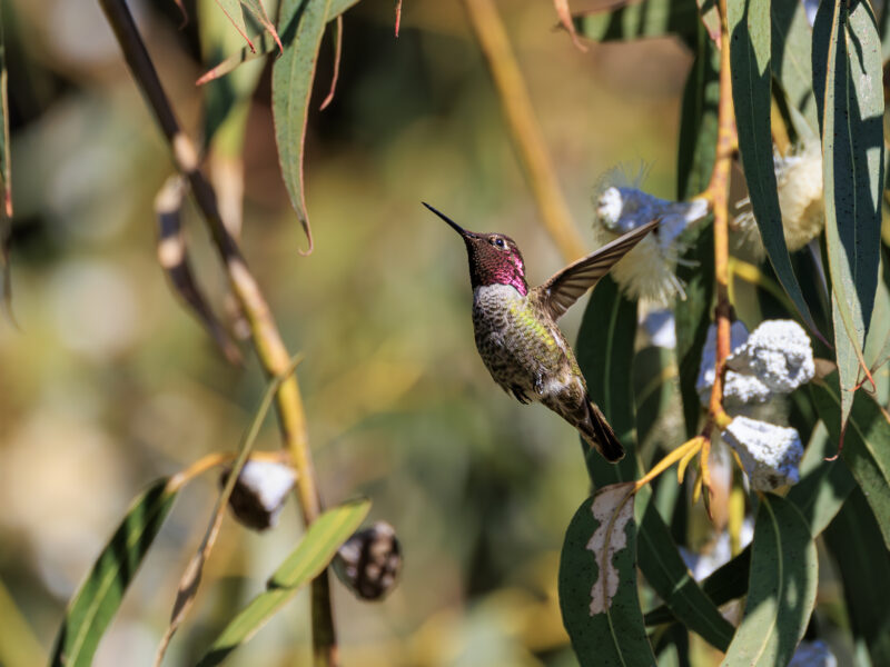 An Anna's hummingbird hovers among willow branches