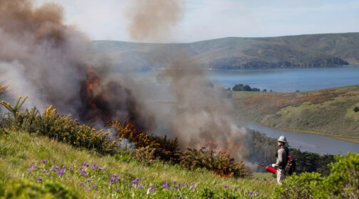 Prescribed fire of gorse at the Lewis easement - Marin County