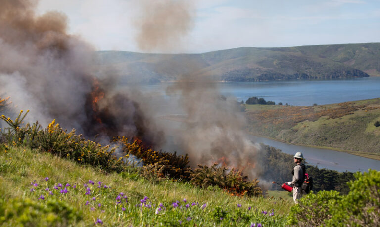 Prescribed fire of gorse at the Lewis easement - Marin County
