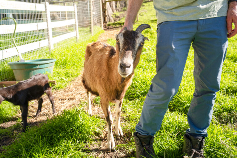 Goat enjoying a good scratch - MALT