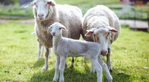 Sheep of Shepherds of the Coast - MALT