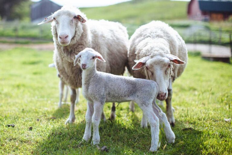 Sheep of Shepherds of the Coast - MALT