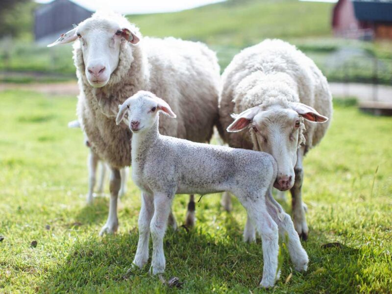 Sheep of Shepherds of the Coast - MALT