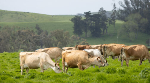 Dairy cows in Marin County enjoying fresh grass - MALT