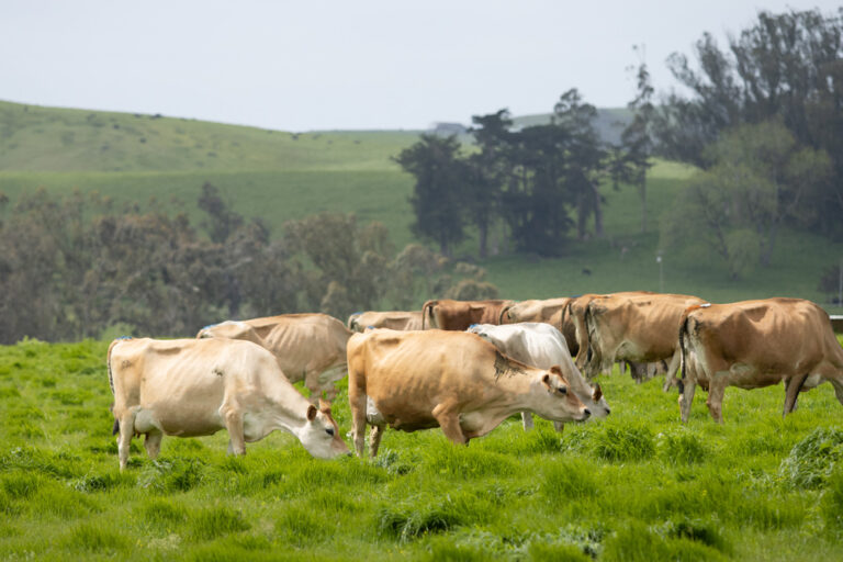 Les vaches laitières du comté de Marin profitent de l'herbe fraîche - MALT