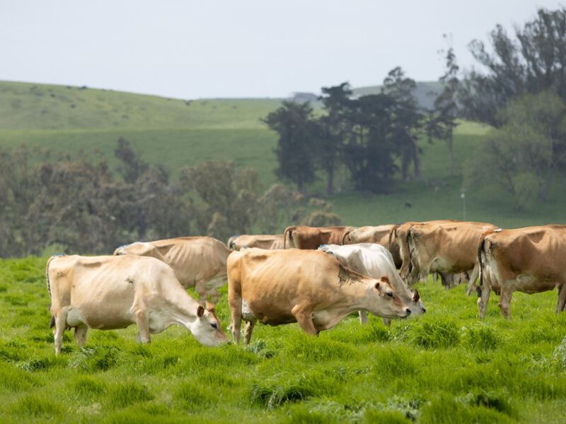 Dairy cows in Marin County enjoying fresh grass - MALT