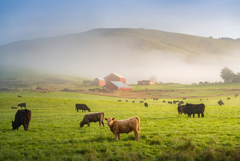 Cattle grazing at the Red Hill Ranch - rotational grazing