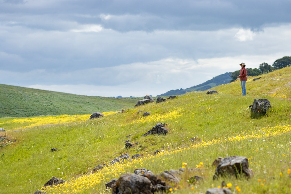 Hiker enjoying the wildflowers of a MALT protected ranch.