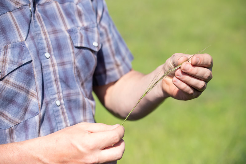 Local ranchers inspects a blade of native grass in Marin County