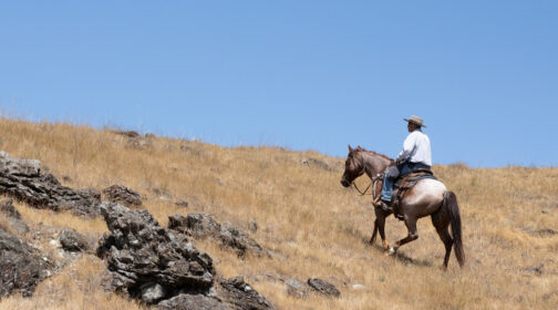 Cowboy in Marin County looking for cows on Mount Burdell.