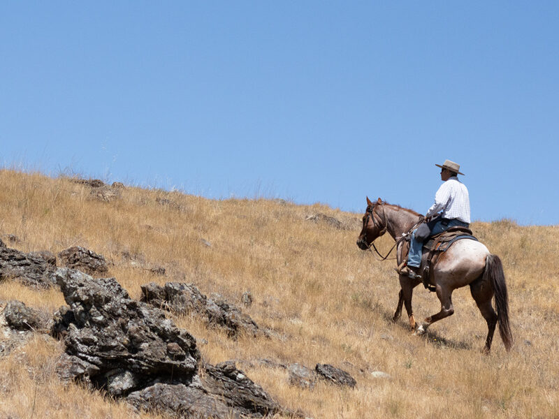 Cowboy in Marin County looking for cows on Mount Burdell.