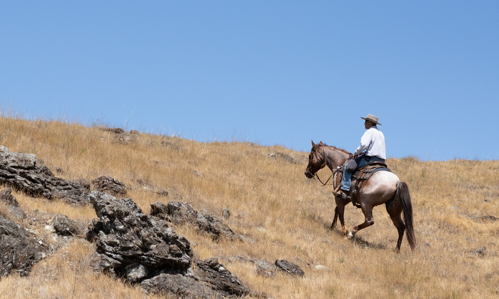 Cowboy in Marin County looking for cows on Mount Burdell.