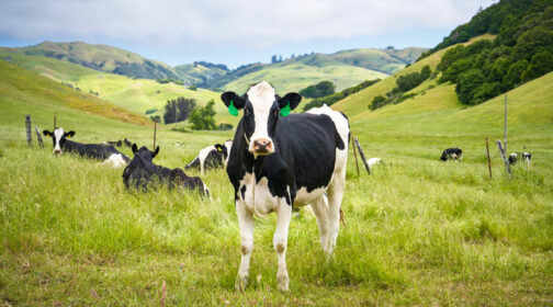 Cow in green pastures in Marin County - MALT