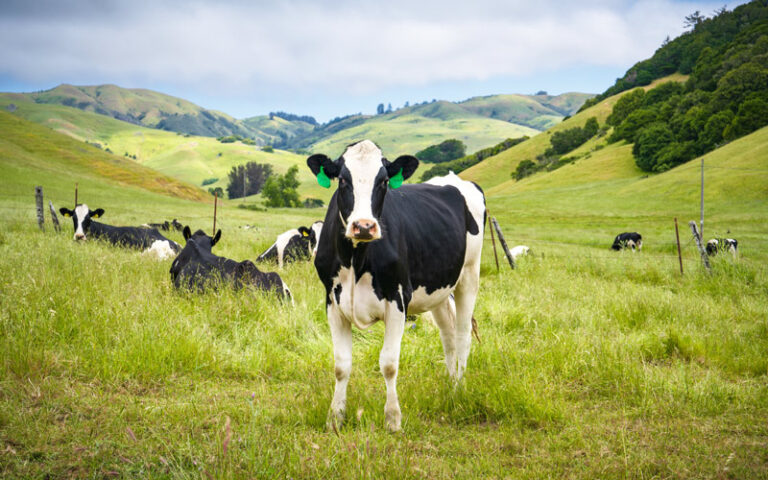 Cow in green pastures in Marin County - MALT