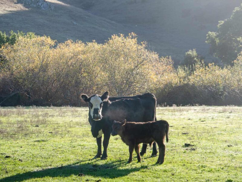 Cattle at the Thornton Ranch