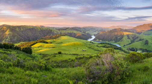 Rolling green hills of Spring Valley Ranch at sunset, with cattle grazing in the valley below and the Soulajule Reservoir winding through the landscape, surrounded by protected Marin County ranchland.
